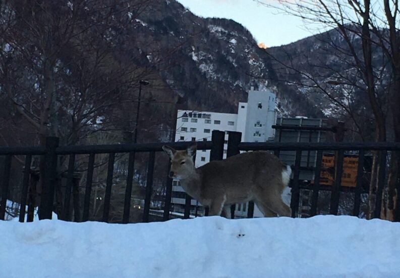 層雲峡の道で鹿に遭遇のイメージ