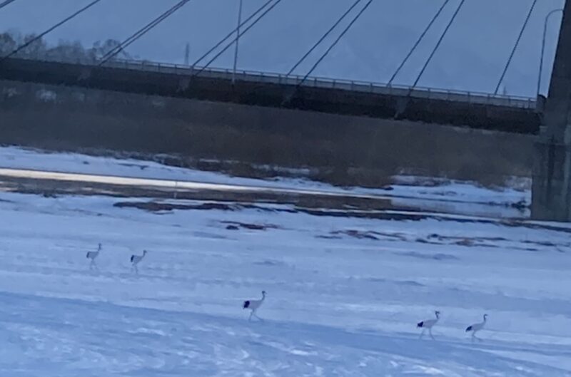 十勝川温泉第一ホテル　タンチョウのイメージ