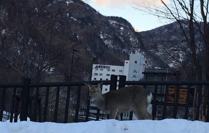 層雲峡の道路にいた鹿のイメージ１