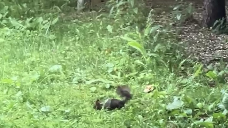 鶴雅リゾート網走窓から見えたエゾリスのイメージ